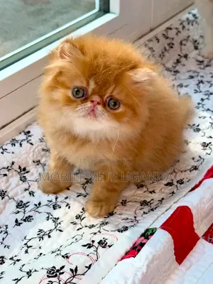 Purebred Persian Kitten - 1-3 Months Old