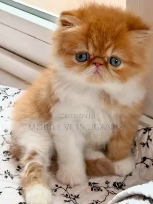 Female Purebred Persian Kitten (1-3 Months)