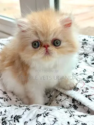 Female Purebred Persian Kitten (1-3 Months)