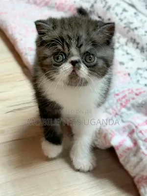 Female Purebred Tabby Cat, 1-3 Months Old