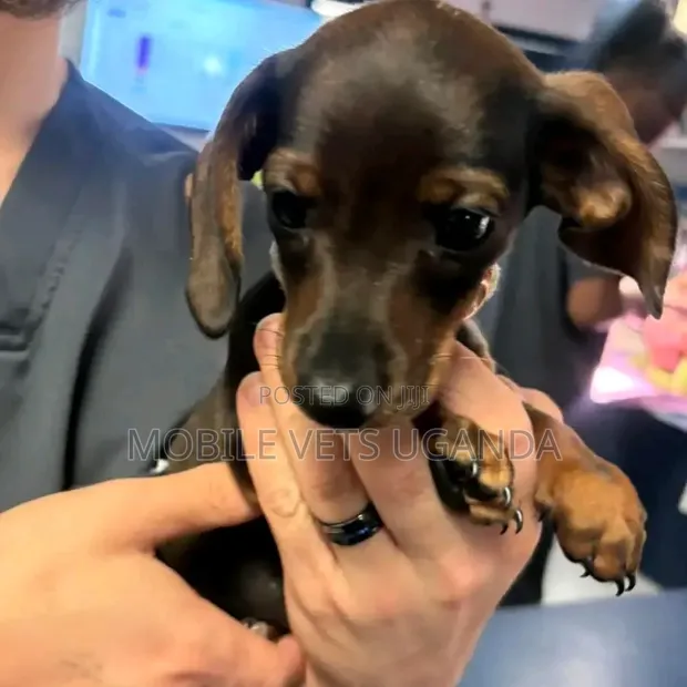 Purebred Dachshund Puppy - 1-3 Months Old - 1
