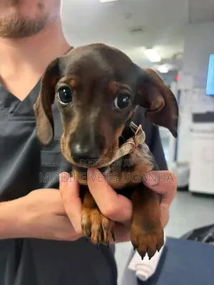 Purebred Dachshund Puppy - Male, 0-1 Month