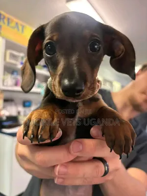 3-6 Month Female Purebred Dachshund