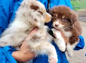 Purebred Siberian Husky Puppy (0-1 Month)