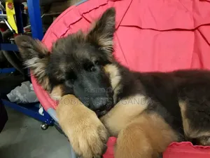 3-6 Month Male Purebred German Shepherd