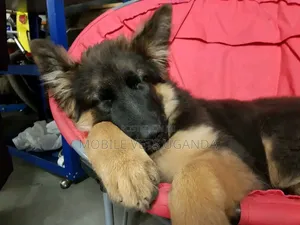 3-6 Month Male Purebred German Shepherd