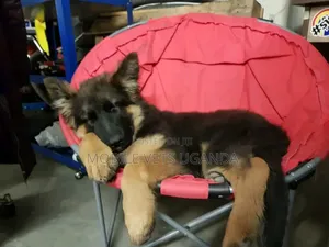 Female Purebred German Shepherd Puppy (1-3 Months)