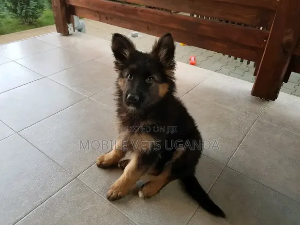 Purebred German Shepherd Puppy - 1-3 Months Old - 1