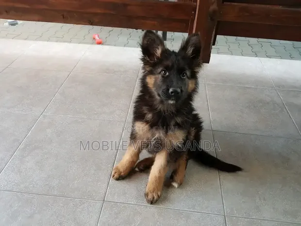 Female German Shepherd Puppy (3-6 Months) - 1