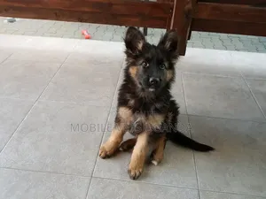 Female German Shepherd Puppy (3-6 Months)