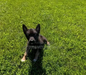 Female Purebred German Shepherd Puppy (1-3 Months)