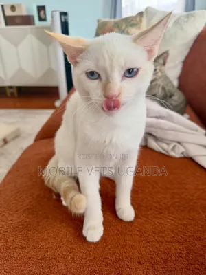 1-3 Month Male Purebred American Bobtail Kitten
