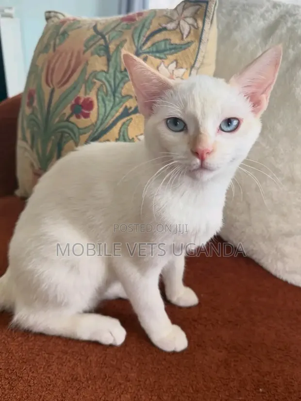 3-6 Month Male Purebred Scottish Fold Kitten - 1