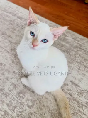 Female Abyssinian Kitten (0-1 Month)