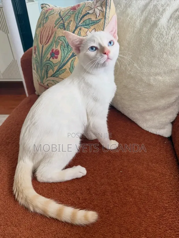 Purebred Somali Kitten - 3-6 Months Male - 1
