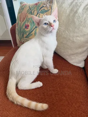 Purebred Somali Kitten - 3-6 Months Male