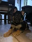 1-3 Month Male Purebred German Shepherd Puppy - 1