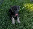 1-3 Month Male Purebred German Shepherd Puppy - 2