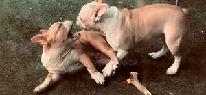1-3 Month Male Purebred French Bulldog