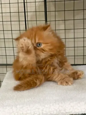 Purebred Persian Kitten - 1-3 Months Old, Male