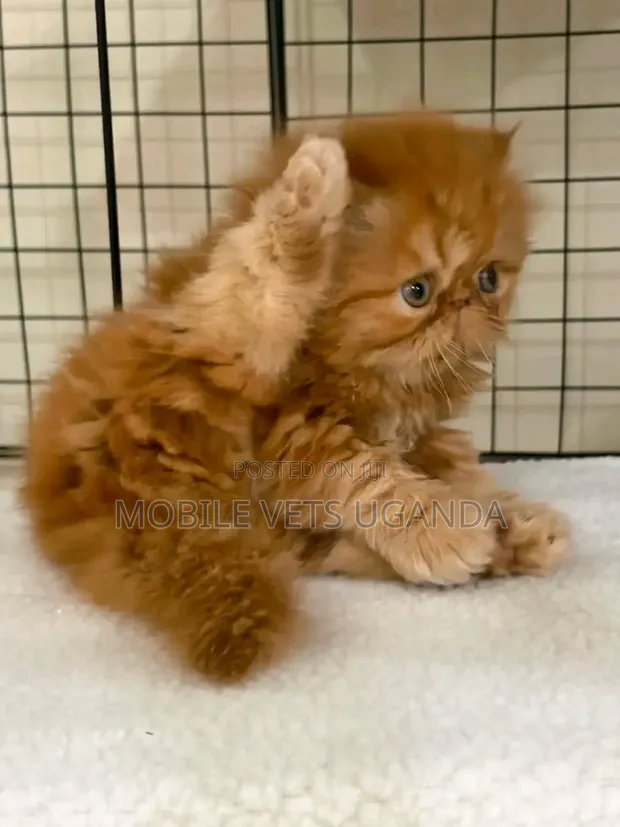 Female Purebred Persian Kitten (1-3 Months) - 1