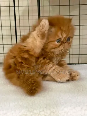 Female Purebred Persian Kitten (1-3 Months)