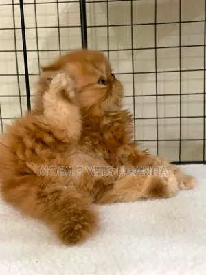 3-6 Month Male Purebred Persian Kitten