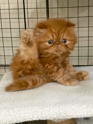 0-1 Month Male Purebred Balinese Kitten