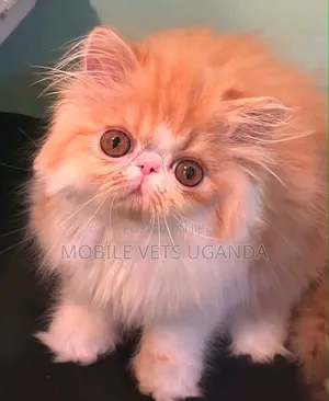 Purebred Persian Kitten - 1-3 Months Male