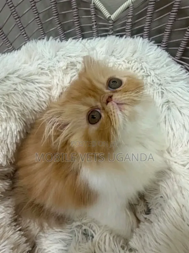 3-6 Month Male Purebred Persian Kitten - 1