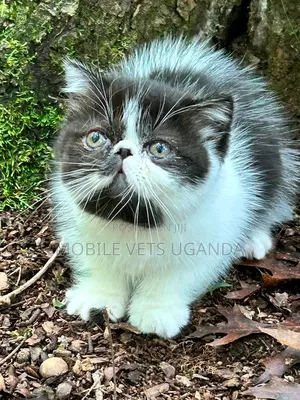 Purebred Bombay Kitten - 1-3 Months Old