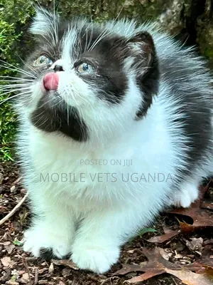 3-6 Month Male Purebred Persian Kitten