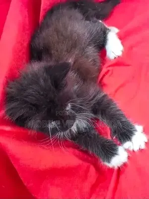 Male Purebred Bombay Kitten, 1-3 Months