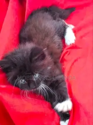 Female Purebred Abyssinian Kitten (0-1 Month)