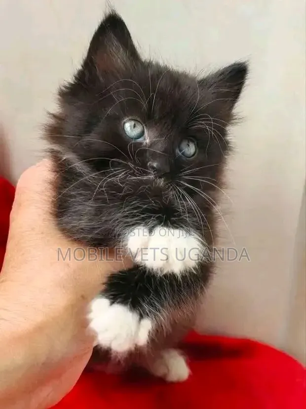 Female Purebred American Curl Kitten (1-3 Months) - 1