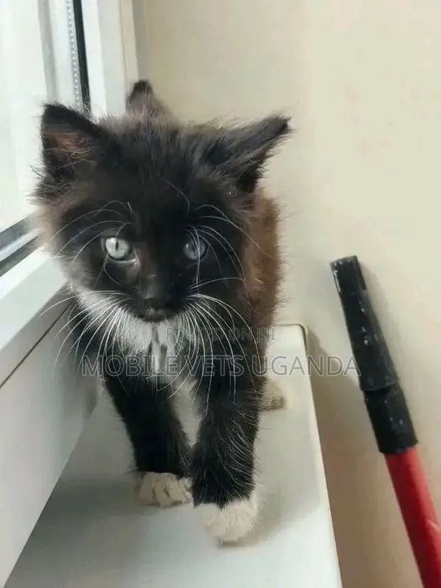 Purebred Singapura Kitten - 0-1 Month Male - 1
