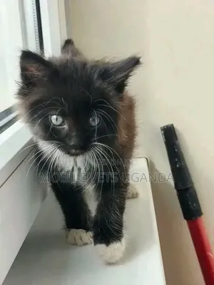 Purebred Singapura Kitten - 0-1 Month Male