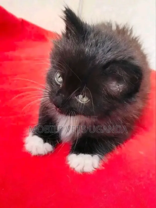 1-3 Month Male Purebred American Bobtail Kitten - 1