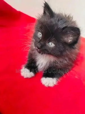 Female Purebred Sphynx Kitten (1-3 Months)
