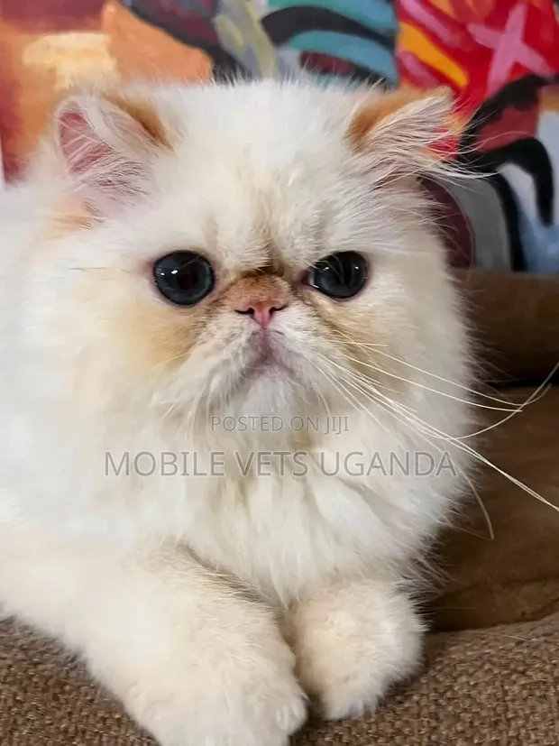 Purebred Persian Kitten - 1-3 Months Male - 1