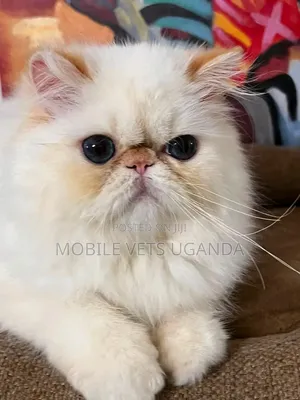 Purebred Persian Kitten - 1-3 Months Male