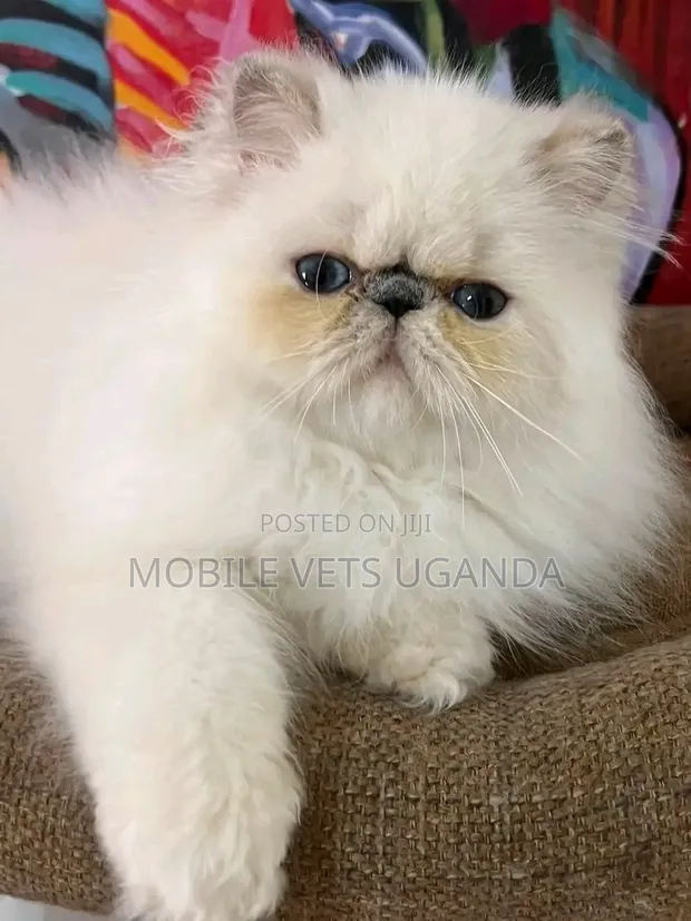 Female Purebred Persian Kitten (1-3 Months) - 1