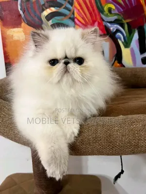 Purebred Persian Kitten - 1-3 Months Male
