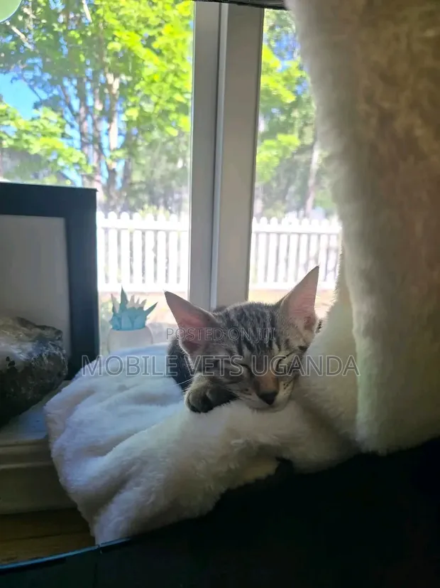 1-3 Month Old Male Purebred Bengal Kitten - 1