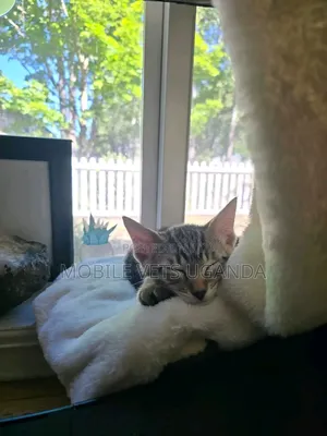 1-3 Month Old Male Purebred Bengal Kitten
