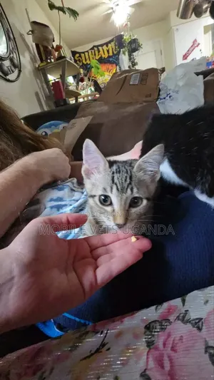 Female Purebred Balinese Kitten, 1-3 Months