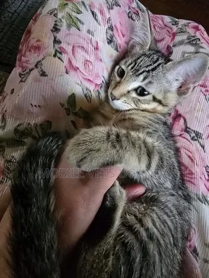 1-3 Month Old Male Purebred Balinese Kitten
