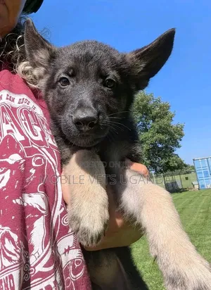 1-3 Month Old Male Purebred German Shepherd