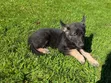 1-3 Month Old Male Purebred German Shepherd - 2
