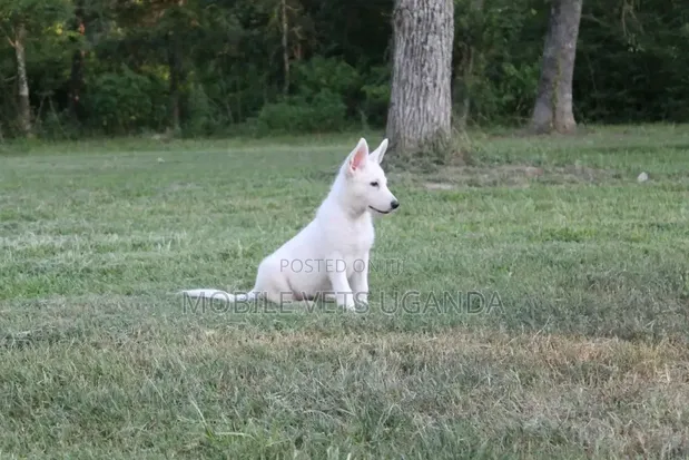 Female Purebred Swedish Vallhund Puppy (1-3 Months) - 1